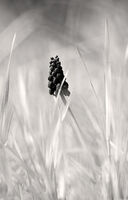 без име ( ID=2580856 ); Коментари:5