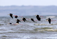 кокилобегачи; comments:18