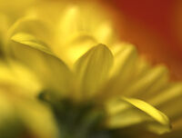 без име ( ID=2580873 ); Коментари:5