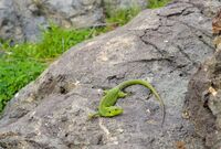 гущер; Коментари:4