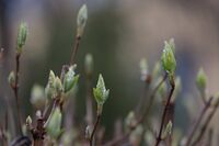 Неустоимият нов живот..; Коментари:3