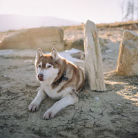 the sun won't set; Коментари:2