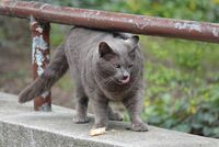 Котка №124; comments:3