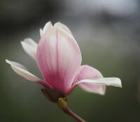 Magnolia soulangeana; Коментари:4