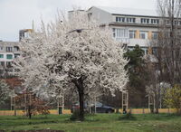 Цъфнала слива; comments:2