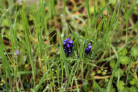 Пролетни капчици в тревата; Коментари:1