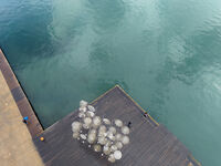 *; Коментари:2