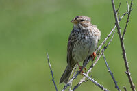 Сива овесарка; comments:4