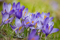 без име ( ID=2581007 ); Коментари:5