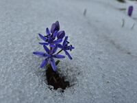 без име ( ID=2581013 ); Коментари:3