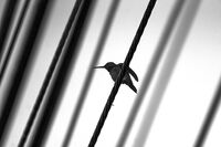 По жицата/ите; Коментари:6