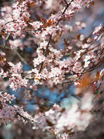 Пролетни цветове; Коментари:1