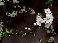 без име ( ID=2581085 ); Коментари:3