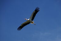 Щъркел; Коментари:5