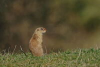 без име ( ID=2581128 ); Коментари:7