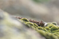 Пепелянка; comments:51