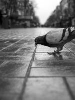 no name ( ID=2581148 ); comments:1