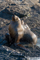 Семейно; Коментари:1