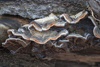 Stereum hirsutum - Рунтава праханка; comments:7