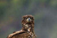 Морски Орел; Коментари:5