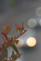 Уличен етюд; Коментари:3