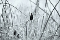 без име ( ID=2581237 ); Коментари:3