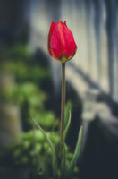 без име ( ID=2581250 ); Коментари:5