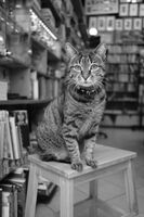 " Книжна"  котка...; Коментари:3