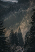 без име ( ID=2581265 ); Коментари:1