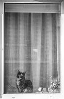 без име ( ID=2581276 ); Коментари:7