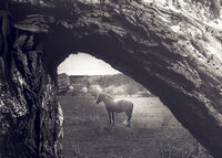 без име ( ID=2581289 ); Коментари:5