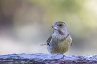 без име ( ID=2581303 ); Коментари:5