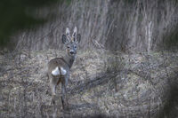 no name ( ID=2581304 ); comments:2