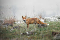 Лисица; comments:7