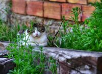 Пичивка; comments:1