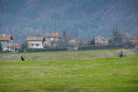 Сърдити; Коментари:2