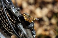 Първият помощник тази пролет...; comments:4