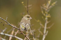 no name ( ID=2581382 ); comments:2