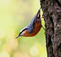 Горска зидарка; Коментари:7