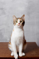 Снимки за документи. Модел София; comments:13