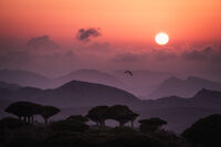 Утрин над драконовата гора...; comments:25