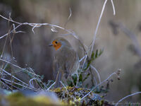 без име ( ID=2581397 ); Коментари:2