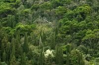 Вълшебната гора; Коментари:2