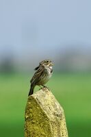 Сива овесарка; comments:5