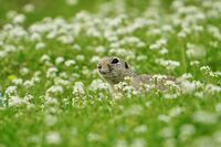 Лалугер; comments:1