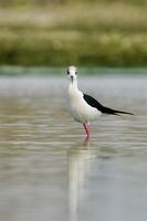 Кокилобегач; Коментари:2