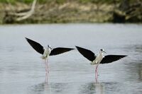 Кокилобегачи; Коментари:2