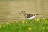 Късокрил кюкавец; Коментари:2