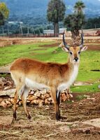 Поглед без думи; Коментари:1