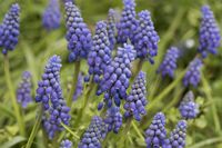 Сини цветни гроздове; comments:4